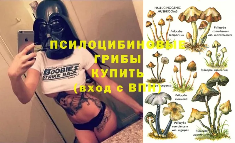 mega как войти  Тарко-Сале  Псилоцибиновые грибы GOLDEN TEACHER 